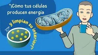 🔴 ¿Cómo FUNCIONAN las MITOCONDRIAS, los RIBOSOMAS y los LISOSOMAS en una Célula? 🧫