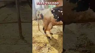 Imported cows available for sale