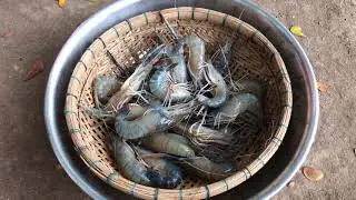 Yu Mi Life Style Show  Steamed shrimp with coconut fruit  YuMi Daily Life, sexy girl cooking 2021