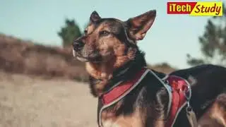DOG TRASNSLATOR DEVICE LATEST NEWS INFORMATION TECHNOLOGY UPDATES USA NASA