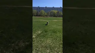 Джем гуляет