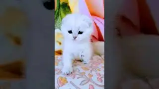 Скоттиш фолд #котята #шотландскиекотята