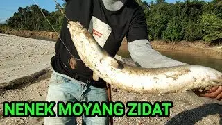 #Zidat_monster