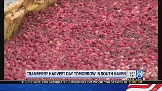 How South Haven-area farm harvests cranberries