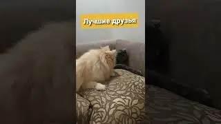 Наши любимые питомцы 🐾 шпиц Габби и кошка Боня #shorts