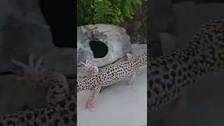 Do le Cavallette a Tutti i Miei Animali p2
