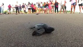 Funzel renueva programa de conservación de tortugas marinas