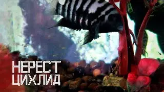 Чернополосая цихлазома с мальками в общем аквариуме