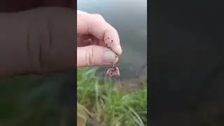 А как вы насаживаете червя? напишите в комментариях