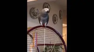 Parrot Jora brings up a cat Musa