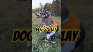 Dog cosplaying as a Scottish farmer! #funny #cute #animal #highlandcow