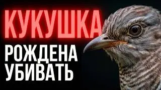 CUCKOO: The Most Ruthless Mother in Nature | 25 Facts About the Feathered Parasite