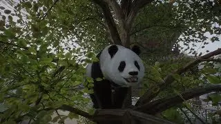 Planet Zoo (PC)(English) #32 6 Minutes of Giant Panda