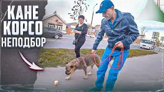 Неподбор (Один из способов, как отучить подбирать) Кане корсо