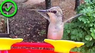 Review of Osoeri Hummingbird Feeder with 2K HD Camera. Great for Hummingbird watching!