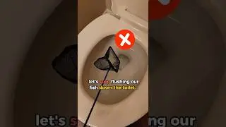 Please, No More Fish Toilets...