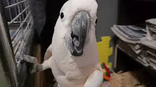 Hyper Cockatoo??