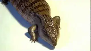 Beautiful Blue Tongue Skink (Irian Jaya) in HiDef