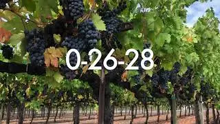 Raise Brix.  Safe after veraison.