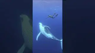Joining the whale party! #humpbackwhale #freediving #ocean