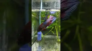 Петушок в печали