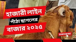 হাজারী লাইন পাঁঠা ছাগলের বাজার ২০২৫ 🔥| Hazari Line Patha Chagol Bazar 2025 | #PathaChagol #Chagol 