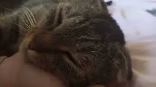 кот мурчит 4 секунды