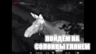 ЛОСИ на СОЛОНЦЕ