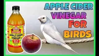 Bird health - Apple Cider Vinegar