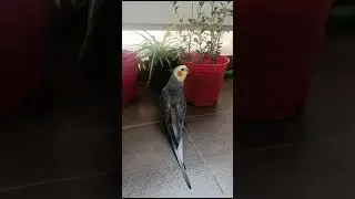 Good Boy Peppiee #cockatiel