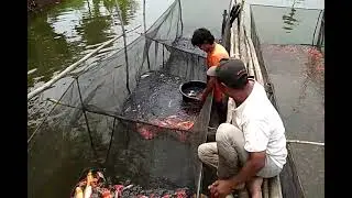 susasisa