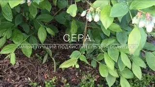 💙💜 Сера - Самый Лучший Подкислитель Для Голубики !