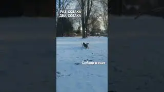 РАЗ-СОБАКА, ДВА-СОБАКА... ✨✨✨