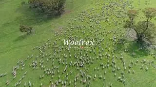 Australian Merino Sheep Farm