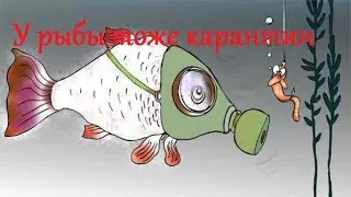 У рыбы тоже карантин