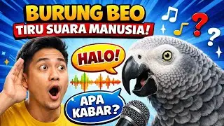 Burung Beo Bisa Menirukan Suara Manusia 