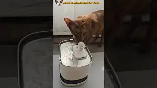 Шанелины хулиганства😺 #shorts #cat #comedy #funny