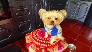 Хаски Йорки и попугай Григорий/Husky Yorkies and Gregory the parrot