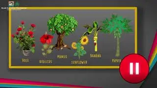 Flowering and Non Flowering Plants I Science I Grade 5 Unit 1 Lesson 4