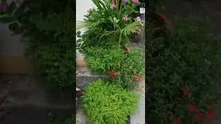 MY Beautiful Garden 🥰🥰 #reels #youtubeshorts #vlog