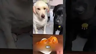 Owner Pranks Dogs and They Get Offended 🥺 