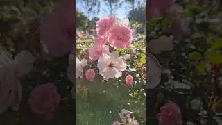 Сад у собора