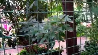 | RedMi 3s Prime Camera,Video sample |