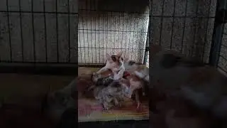 vicky babies 20 days old