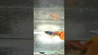 Dumbo Ear Red Tail Fish #foryou #fish #musicgenre #aquarium #reggae #fishkeeping
