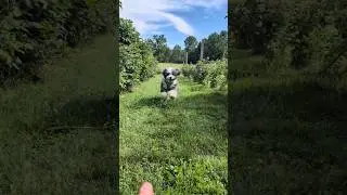 Bernedoodle Puppy On The Hobby Farm! #shorts #bernedoodle #puppy