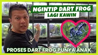 INI DIA PROSES DART FROG DARI PACARAN SAMPAI PUNYA ANAK