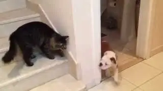 Cat Slap - Knockout Blow (Original Video)