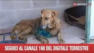 CAGNETTA SI FA SBRANARE DA 5 ROTTWEILER PER SALVARE UN BAMBINO