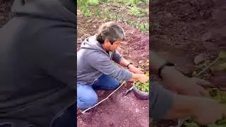 Dana burnu böceğinden masrafsız fideleri koruma yöntemi